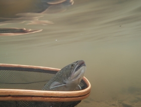 Trout Underwater