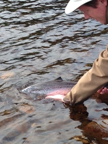 Releasing a grilse