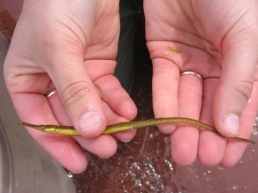 Pipefish