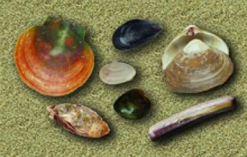 Shellfish on sand