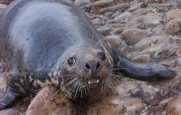 Grey seal on a shore