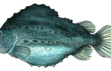 Grosse poule de mer