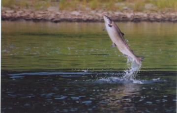 Atlantic Salmon jumping out of water